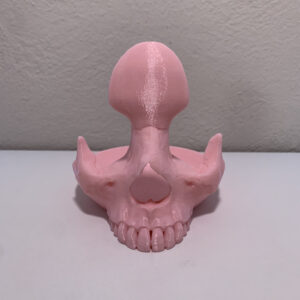 Soporte para lentes Cráneo